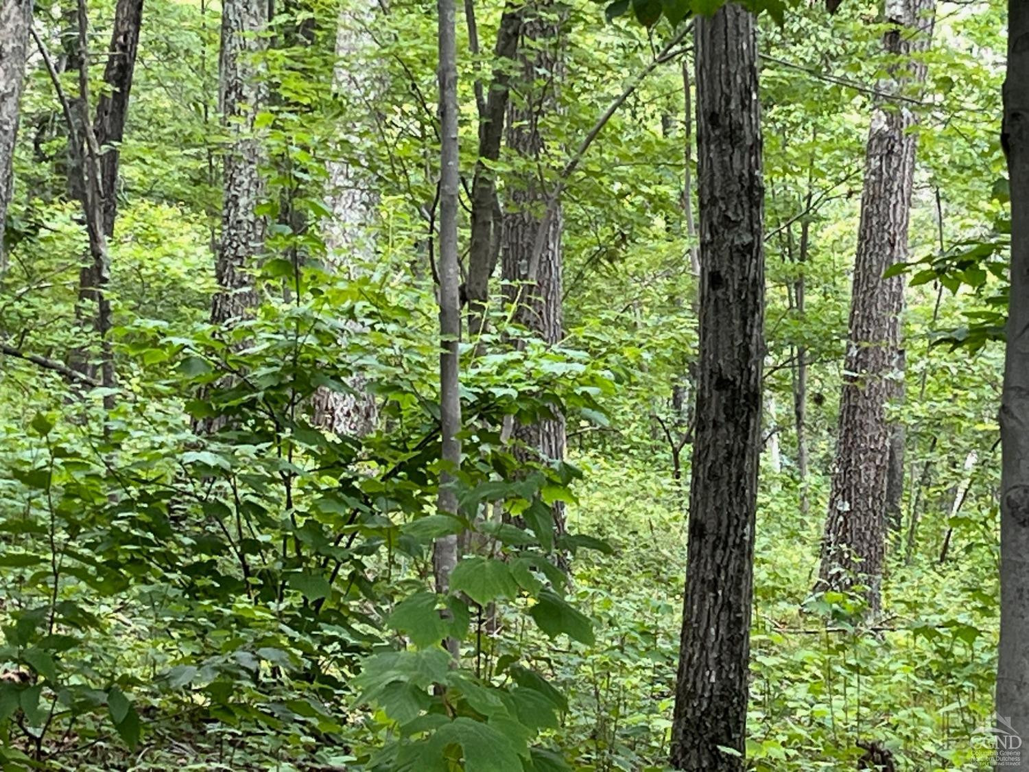 0 Cascade Mt Perrys Corners Road Amenia, NY 12501 - Photo 20 of 23 a view of a lush green forest