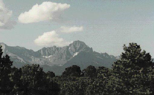 a view of a lot of trees in a house