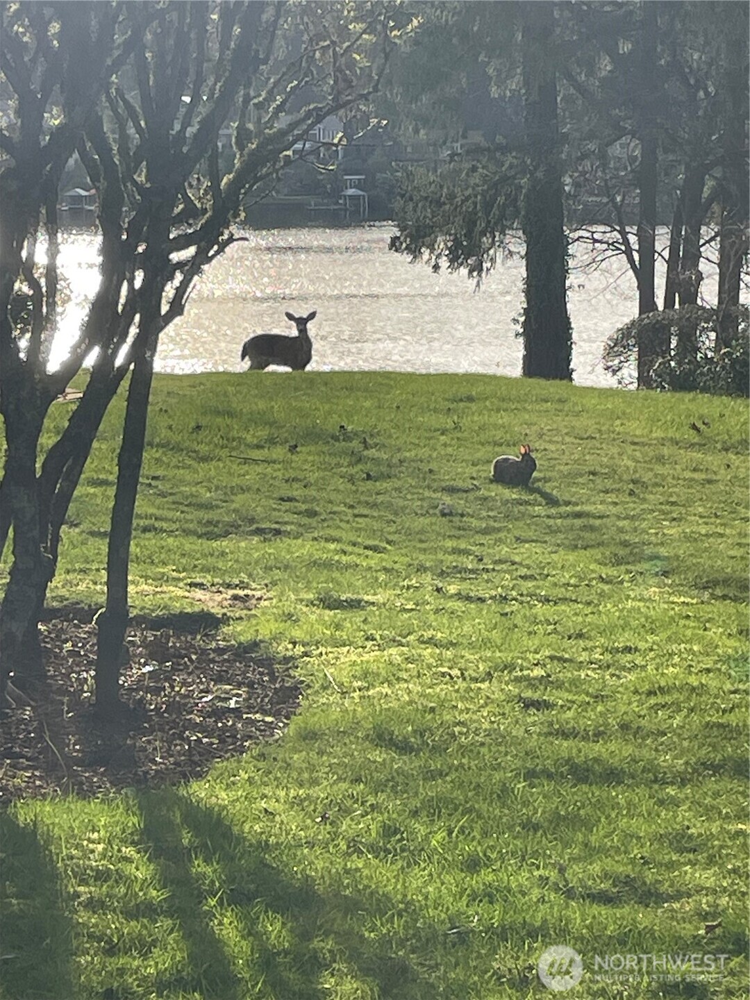 10826 Meadow Road Southwest Lakewood, WA 98499 - Photo 37 of 40 a view of a trees with a yard
