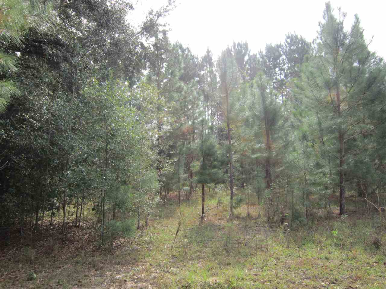0 Vinson Road, Unit 1 Monticello, FL 32344 - Photo 5 of 13
