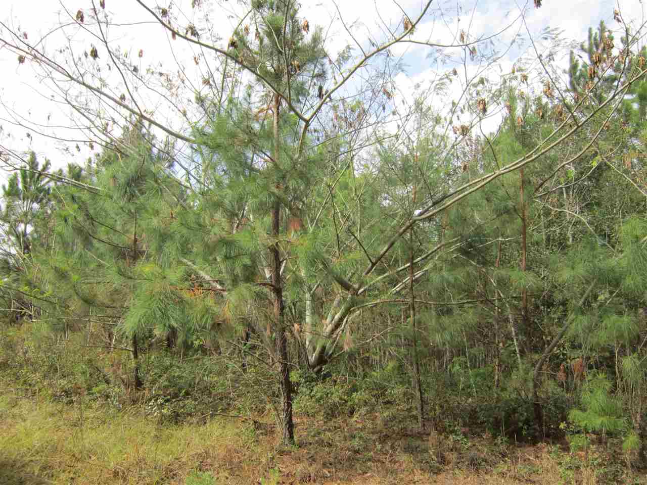 0 Vinson Road, Unit 1 Monticello, FL 32344 - Photo 7 of 13