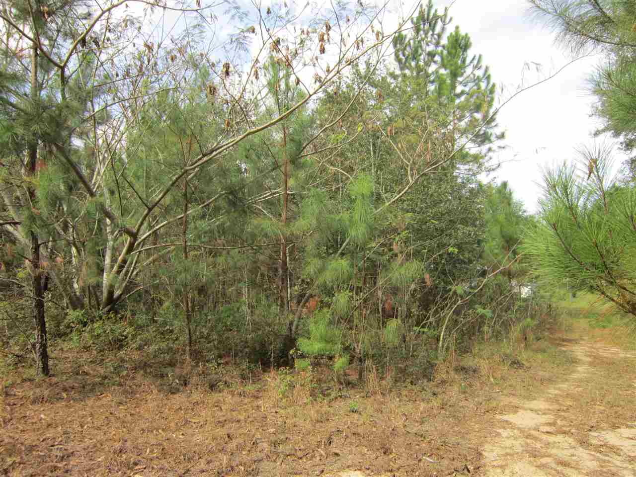 0 Vinson Road, Unit 1 Monticello, FL 32344 - Photo 8 of 13
