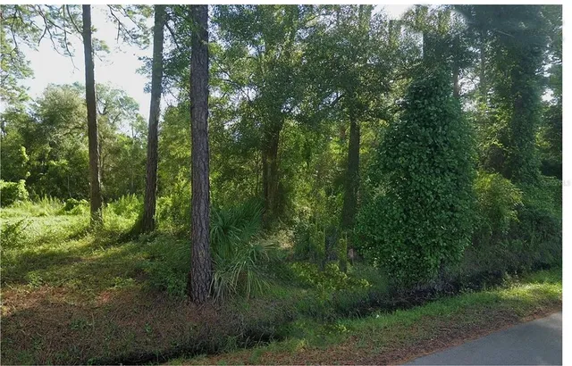 a view of a forest with trees in the background