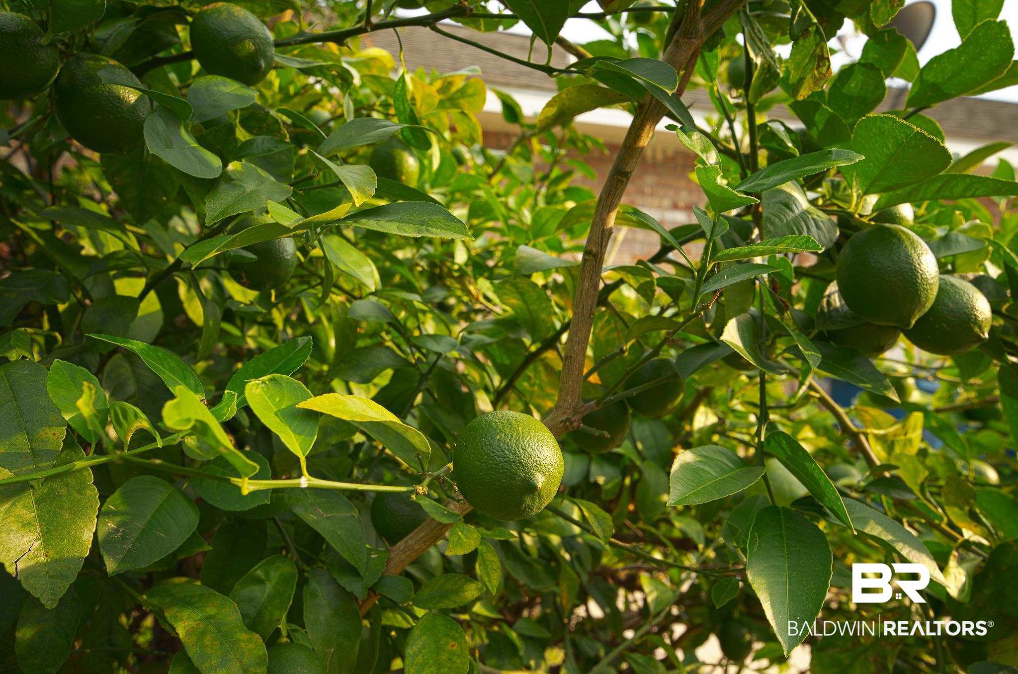 4628 Spinnaker Way Orange Beach, AL 36561 - Photo 25 of 28 Mature Lemon Tree in Yard