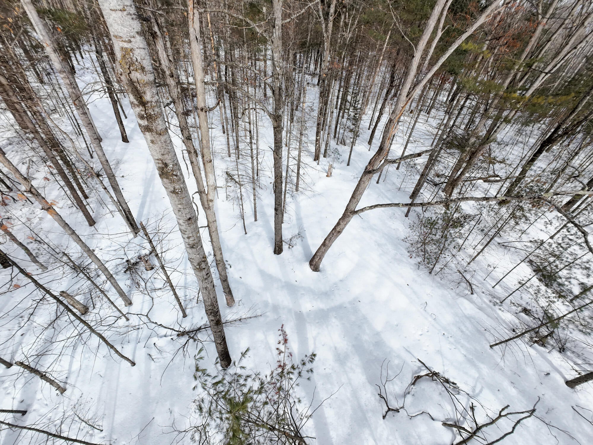 6.0-ac 6.0-ac Ranch Road Indian River, MI 49749 - Photo 10 of 12 DJI_20241005152905_0019_D