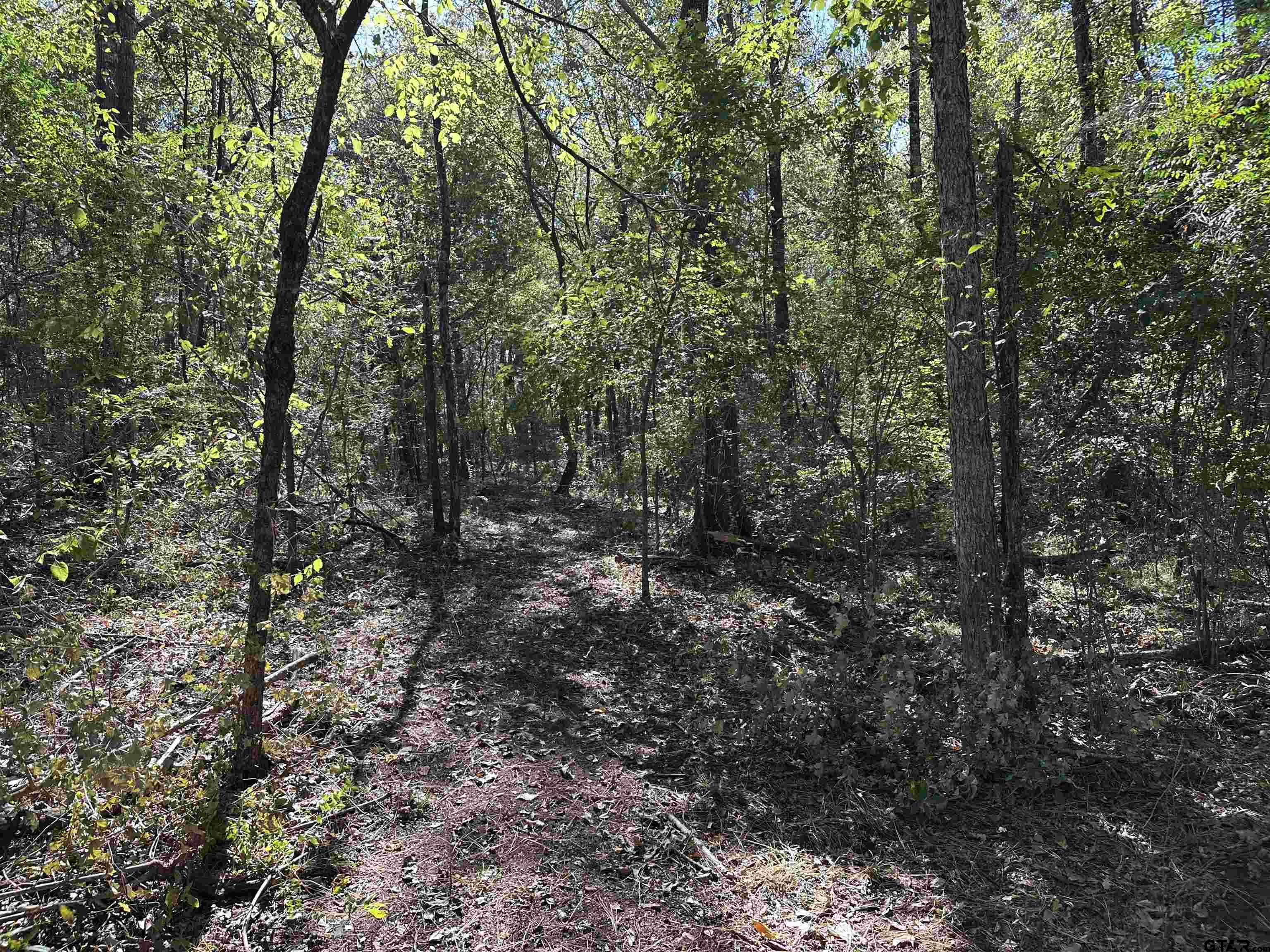 1318 Rusk Tx 75785 Rusk, TX 75785 - Photo 15 of 22 a view of a forest with trees in the background