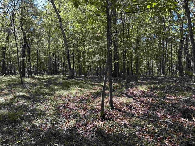 a view of outdoor space with trees