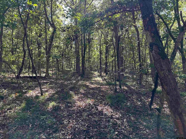 a view of a forest with trees in the background