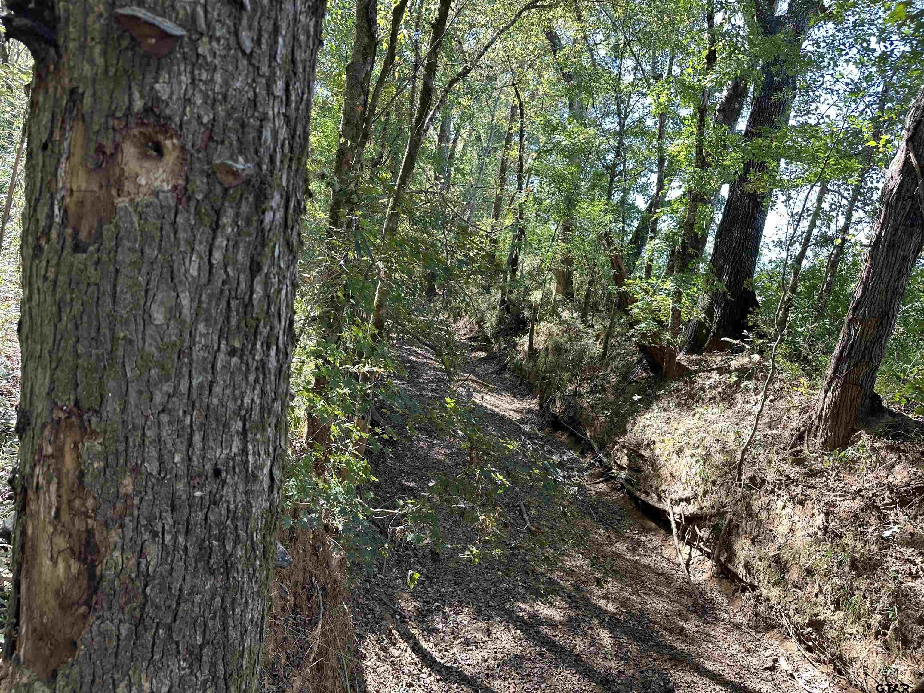 1318 Rusk Tx 75785 Rusk, TX 75785 - Photo 20 of 22 a view of a yard with plants and tree