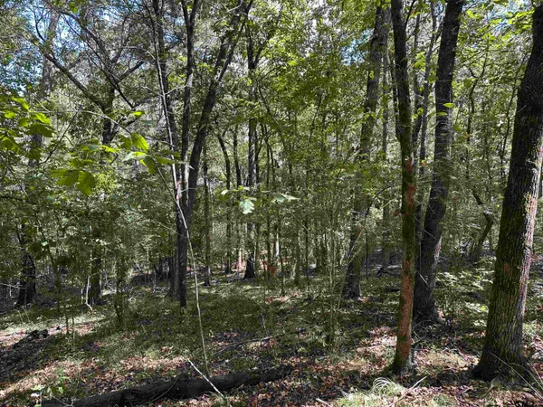 a view of forest