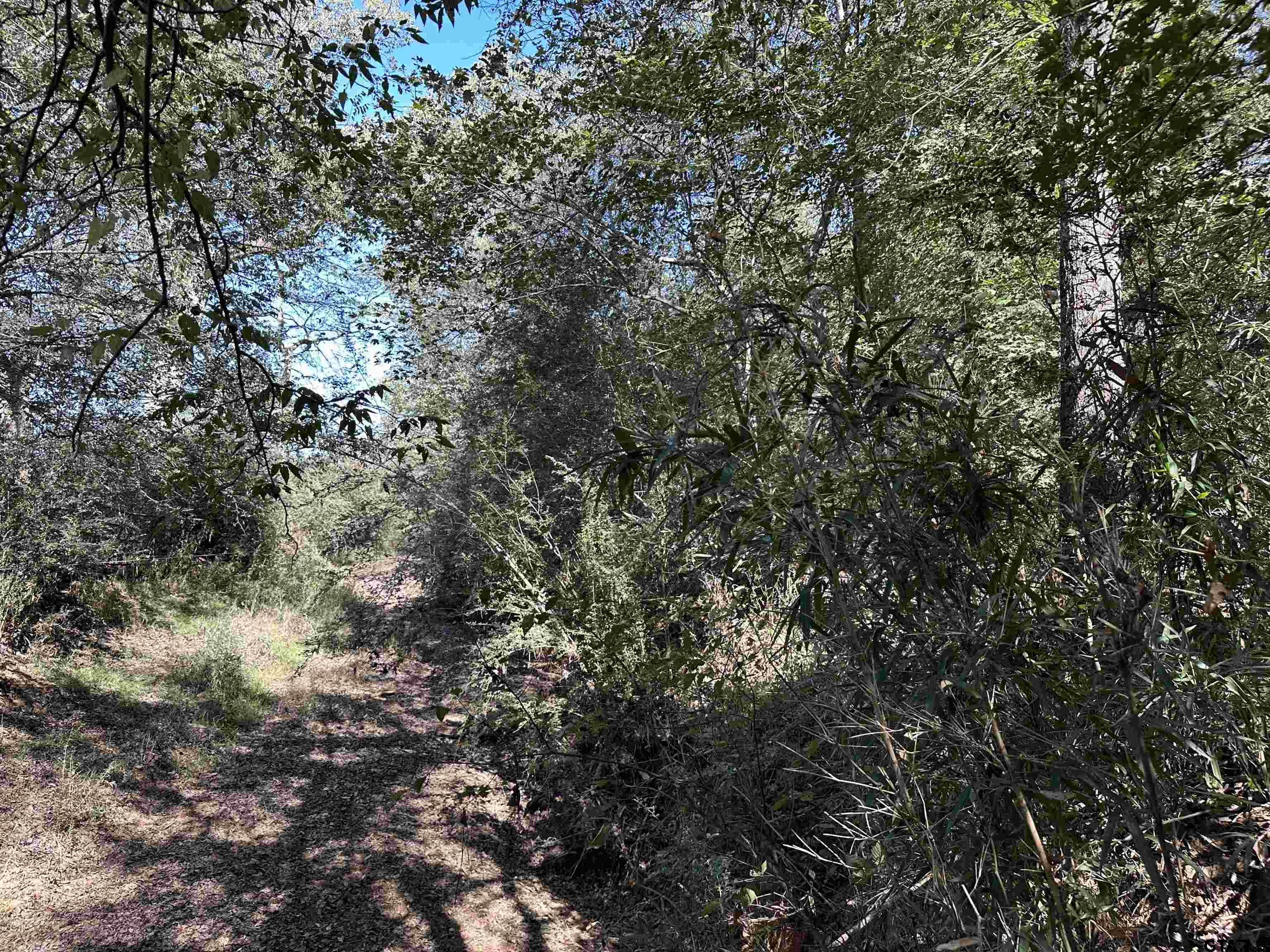 1318 Rusk Tx 75785 Rusk, TX 75785 - Photo 21 of 22 a view of a tree