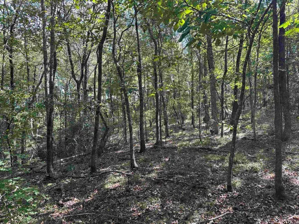 a view of a forest with trees in the background