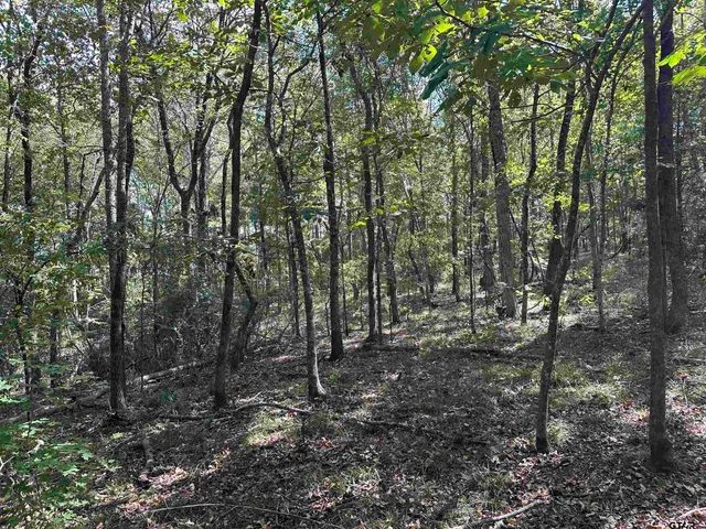 a view of a forest with trees in the background