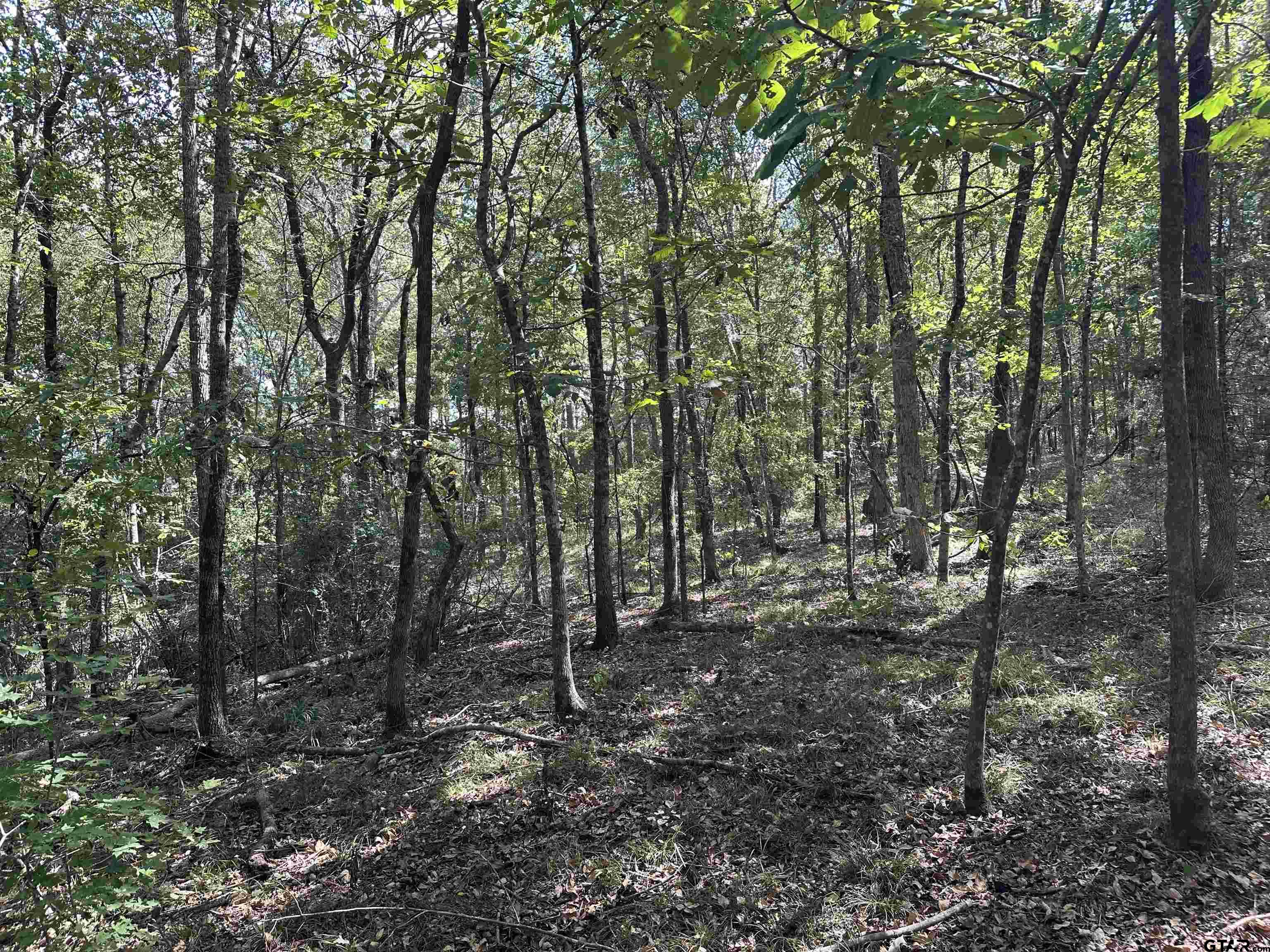 1318 Rusk Tx 75785 Rusk, TX 75785 - Photo 3 of 22 a view of a forest with trees in the background