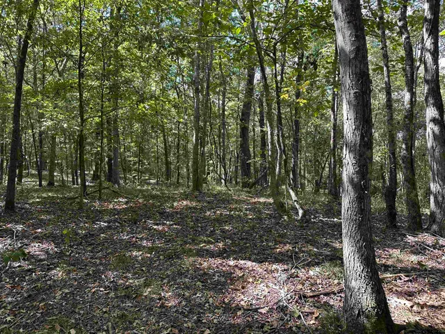 a view of a forest with trees in the background