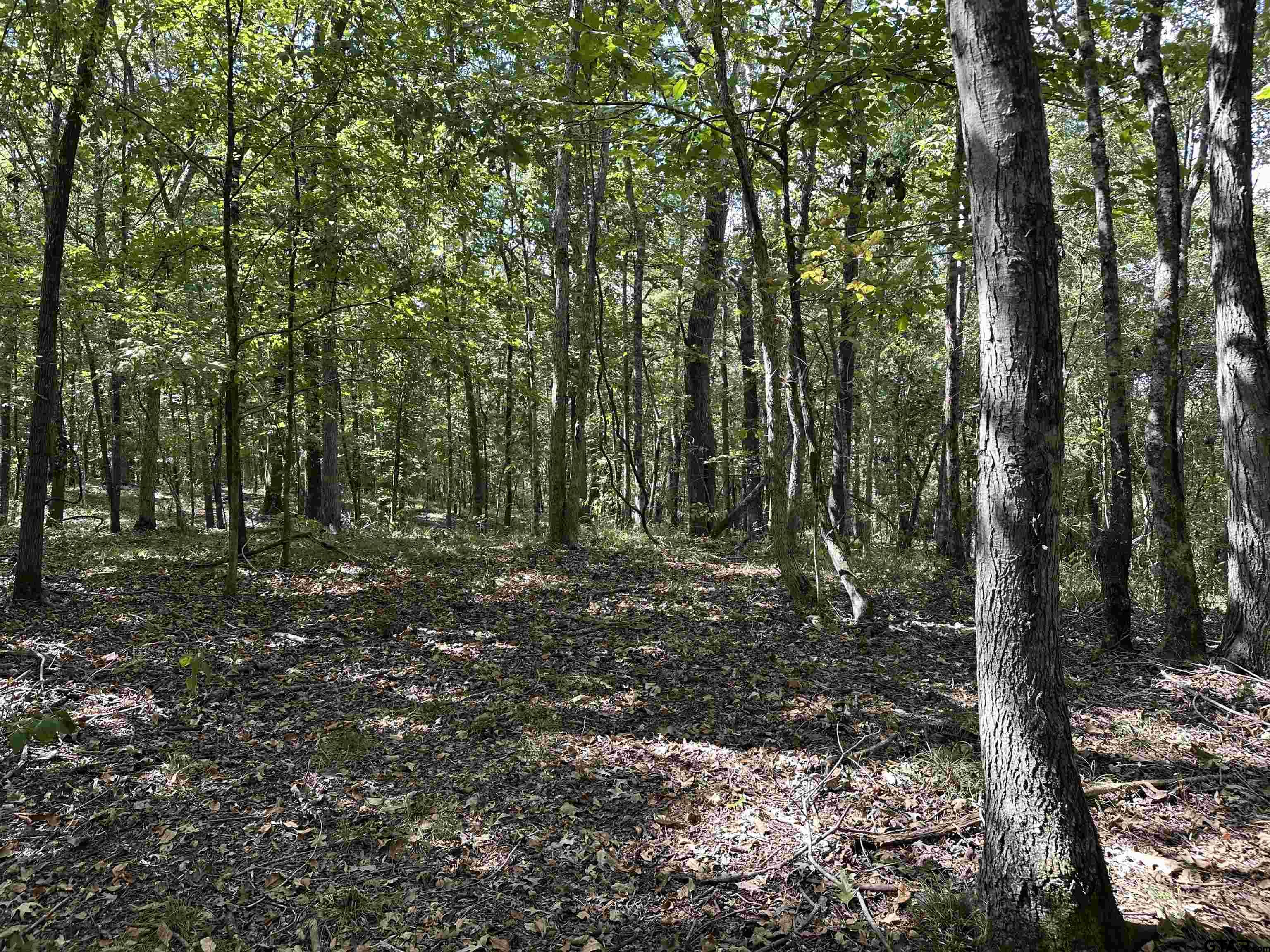 1318 Rusk Tx 75785 Rusk, TX 75785 - Photo 4 of 22 a view of a forest with trees in the background