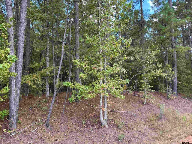 a view of a forest with trees