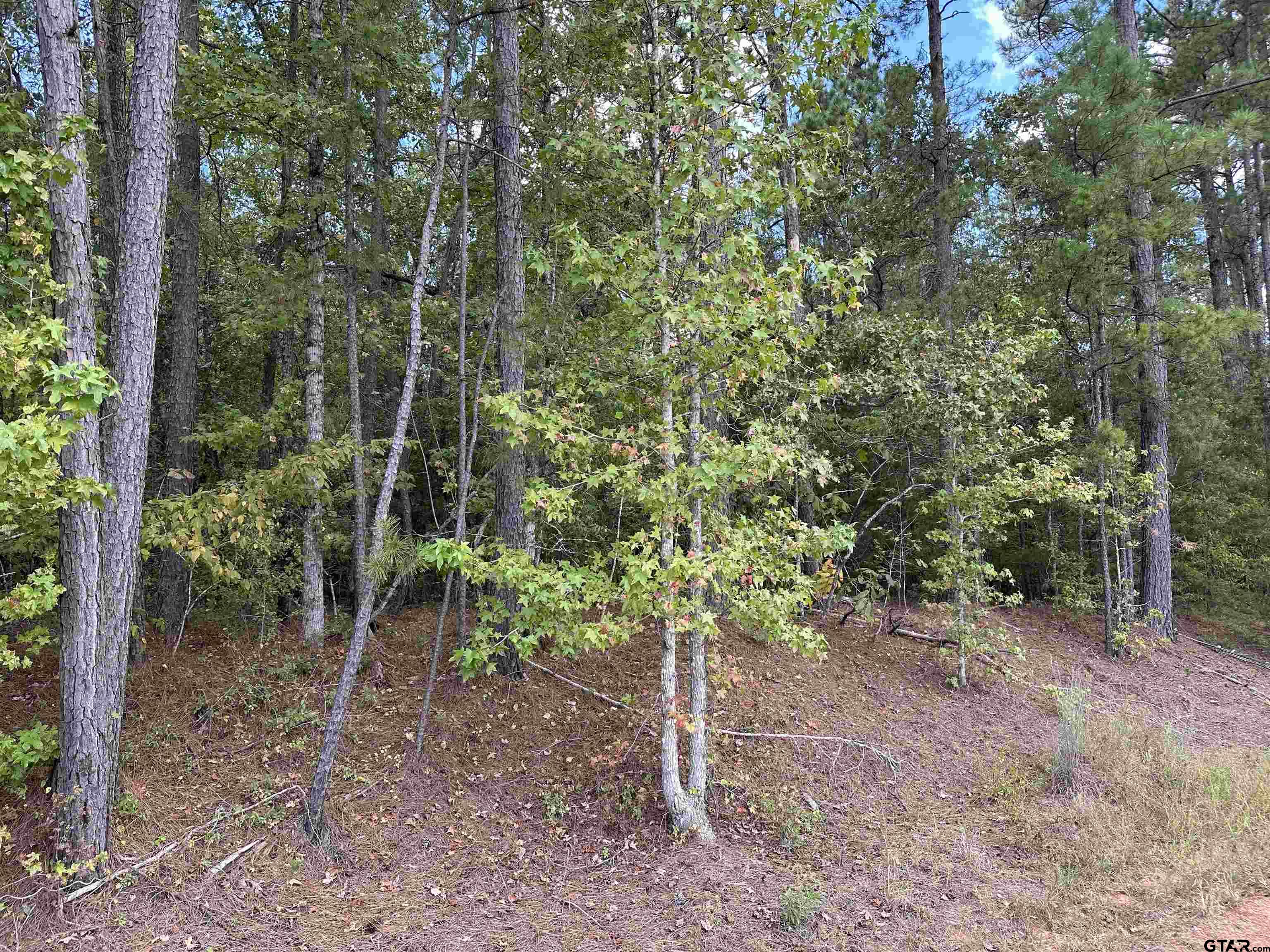 1318 Rusk Tx 75785 Rusk, TX 75785 - Photo 8 of 22 a view of a forest with trees