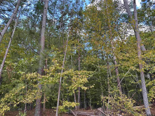 a view of a forest with a tree