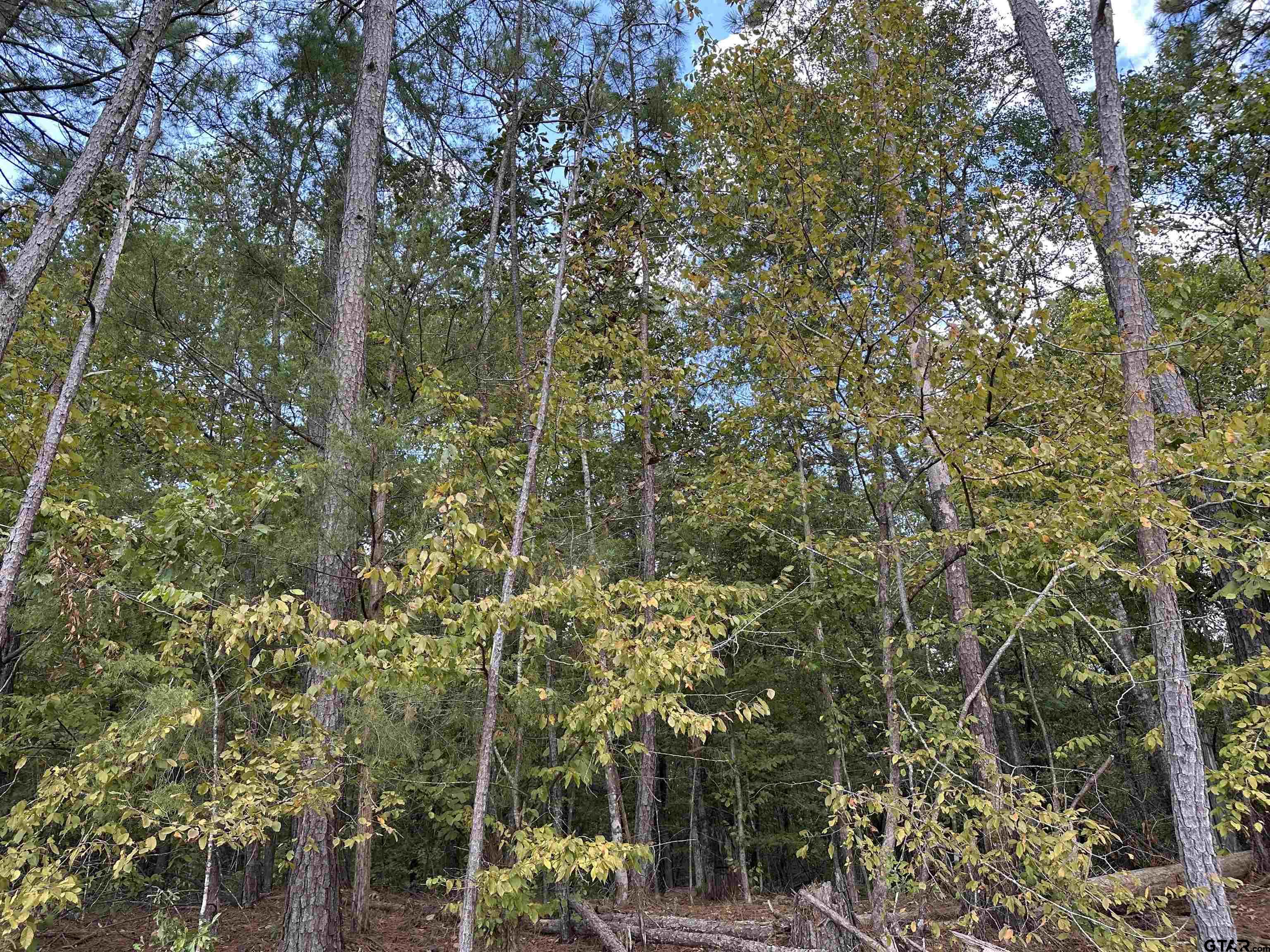 1318 Rusk Tx 75785 Rusk, TX 75785 - Photo 10 of 22 a view of a forest with a tree
