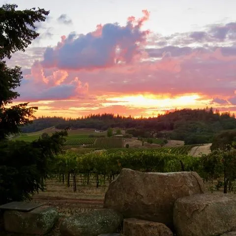 a view of a garden with an outdoor space