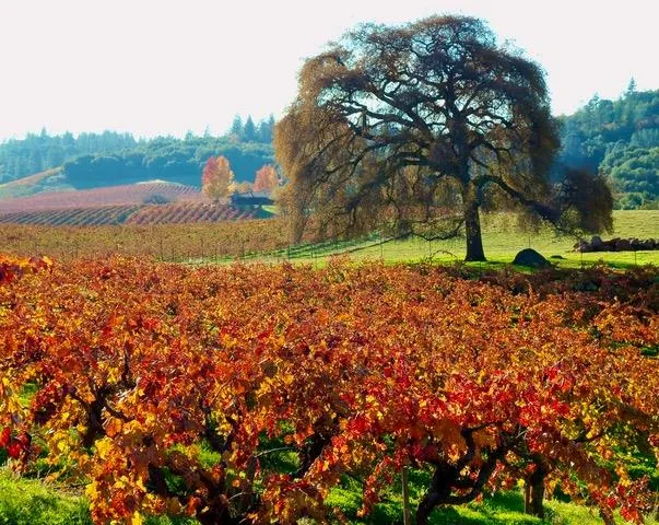 a view of a field with an ocean