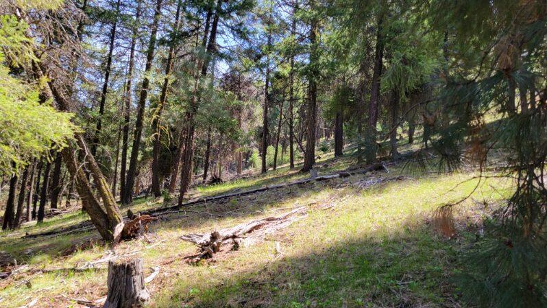 1315 Lofton Creek Road Prineville, OR 97754 - Photo 31 of 61 image000001 (6)