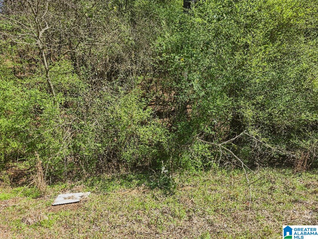 0 Pike Hill Road Ashville, AL 35953 - Photo 9 of 22