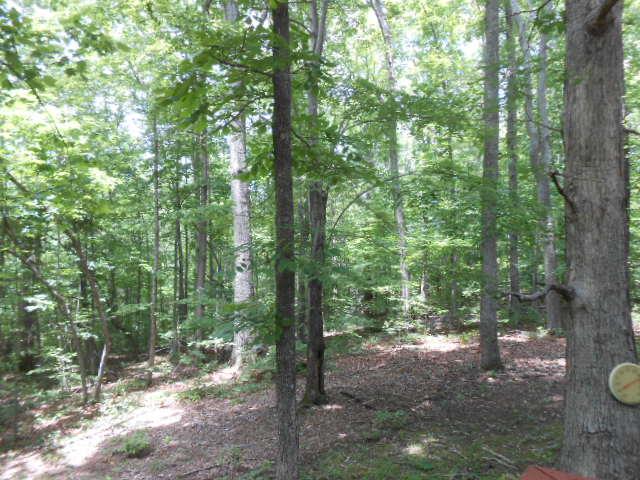 313 Bill Cobb Road Smithville, TN 37166 - Photo 14 of 14 Woods