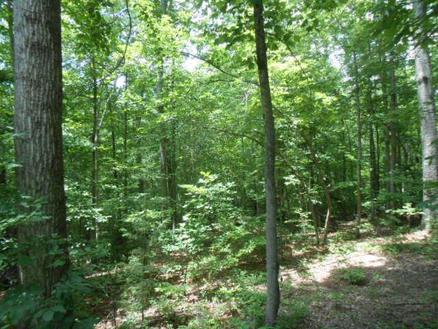313 Bill Cobb Road Smithville, TN 37166 - Photo 5 of 14