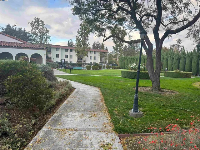 a view of a park with large trees