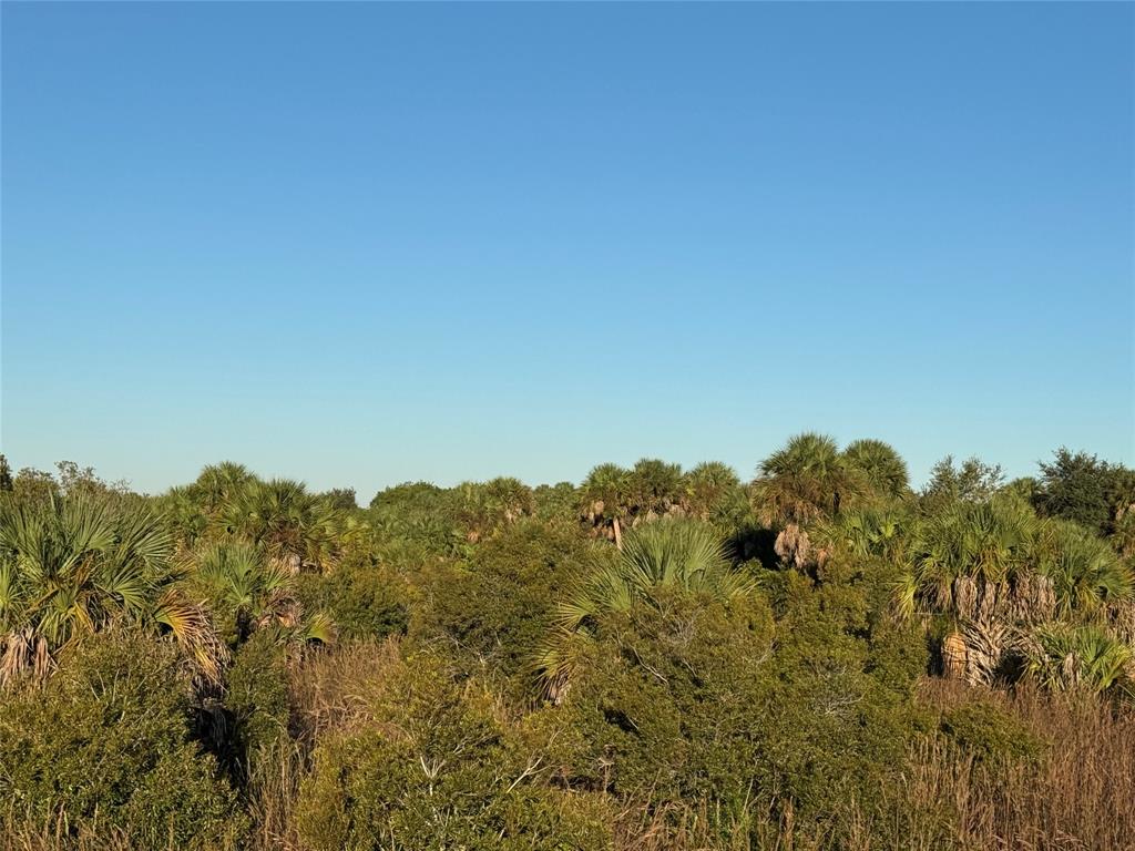 2025 Cabbage Lane Okeechobee, FL 34974 - Photo 4 of 10 a view of a bunch of trees