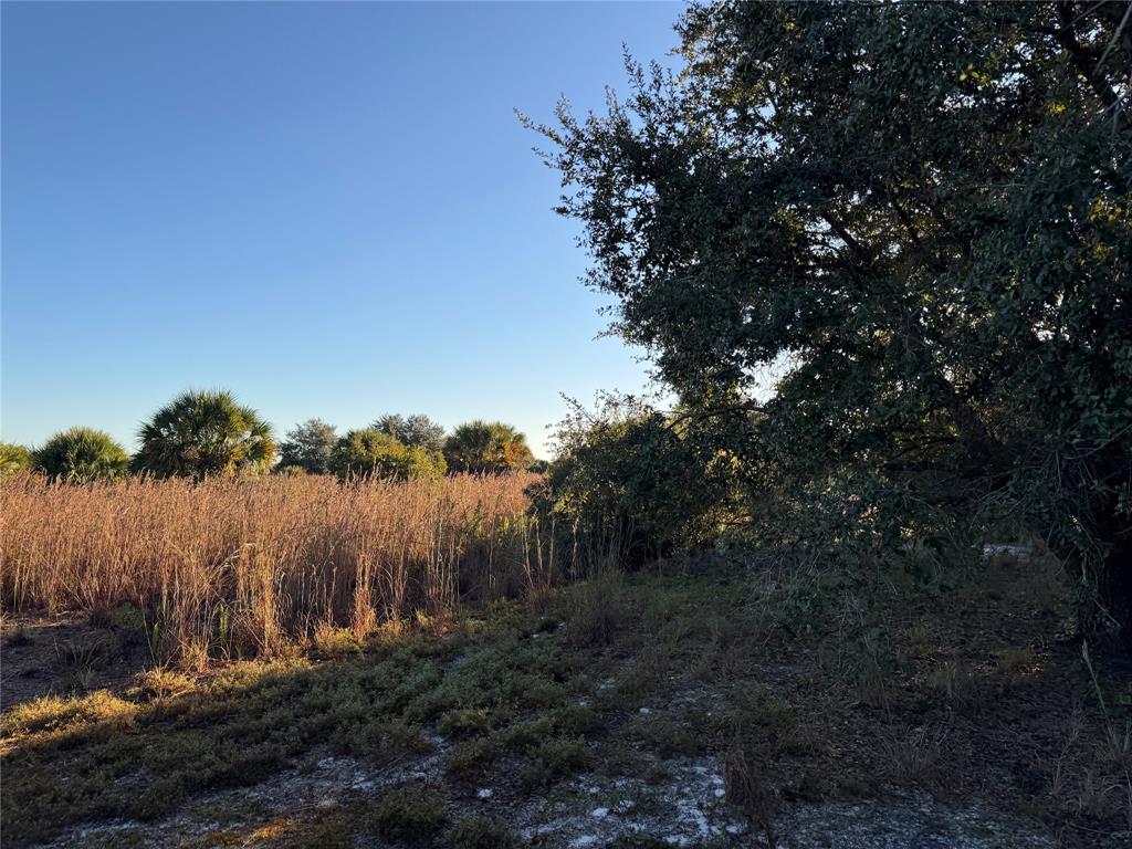 2025 Cabbage Lane Okeechobee, FL 34974 - Photo 8 of 10 a view of a forest