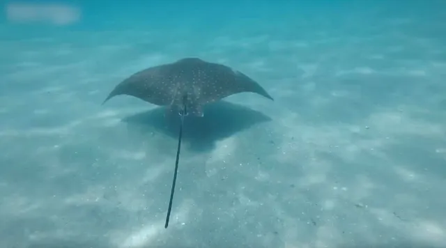 $3,900,000 | 3730 North Ocean Drive, Unit 15C, Singer Island, FL 33404