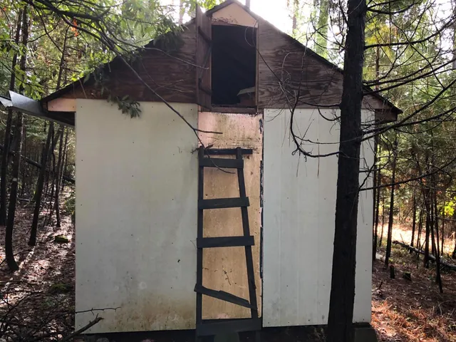 a view of a yard with plants and trees