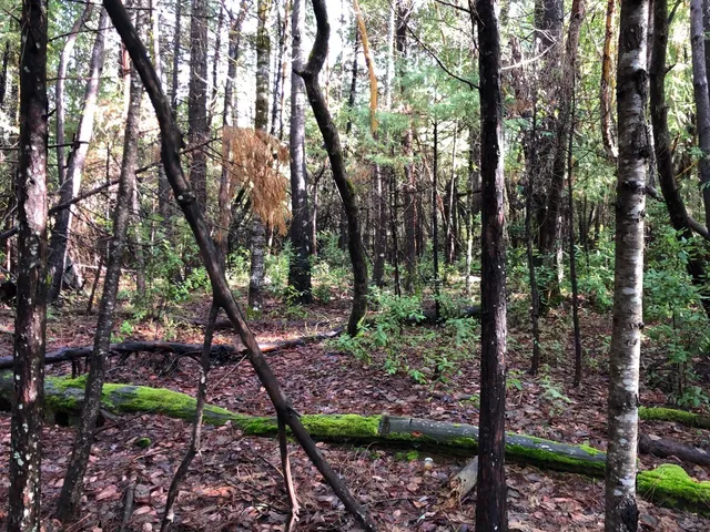 a backyard of a house with lots of trees