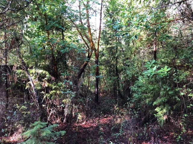 a backyard of a house with lots of green space