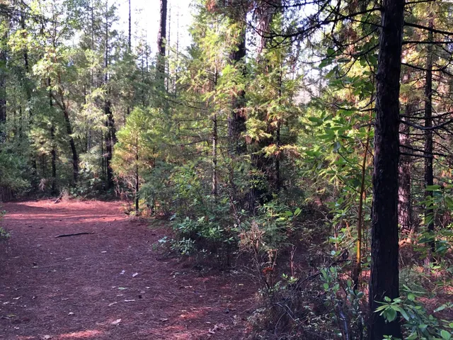 a view of a forest with trees in front of it