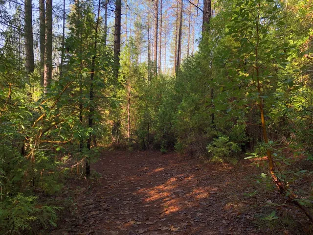 a view of a yard with a tree