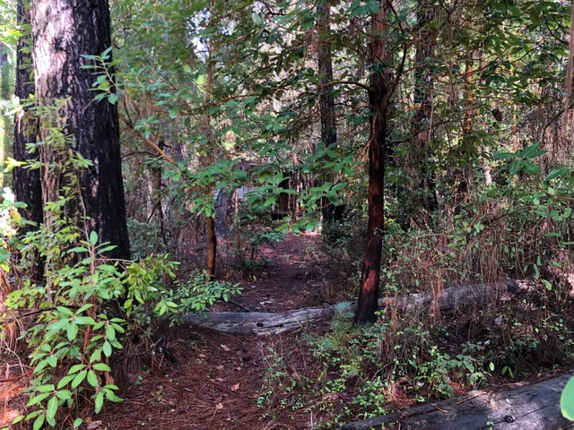 a backyard of a house with lots of green space
