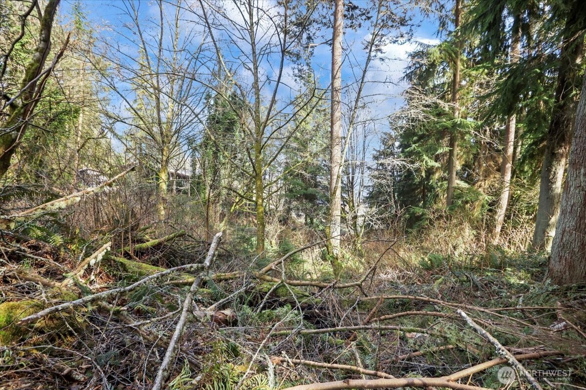 14425 Gln Acrs Road Vashon, WA 98070 - Photo 10 of 10 a picture of a tree
