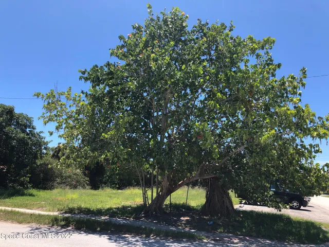 a view of a yard with a tree