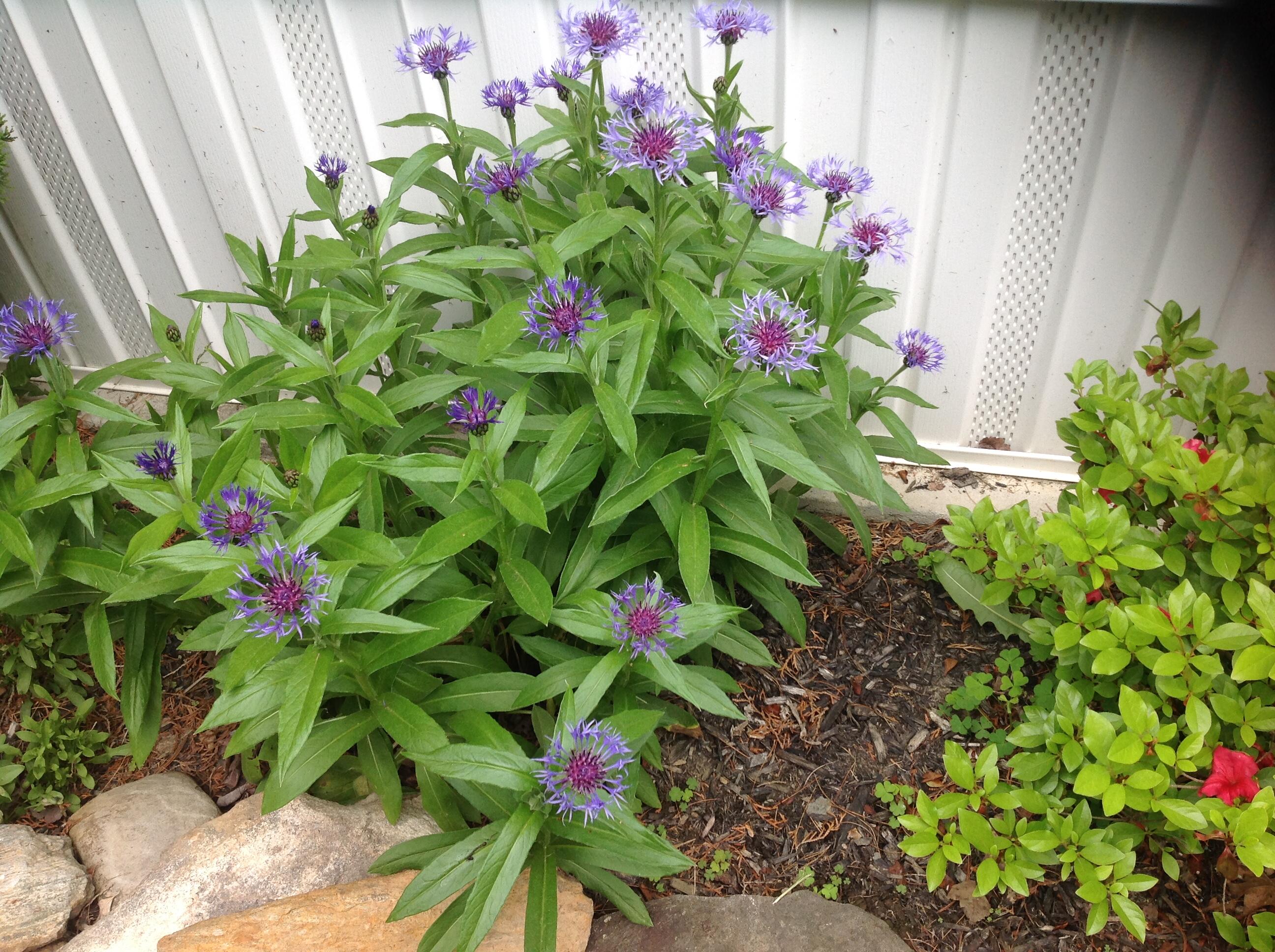 165 Togus Road Augusta, ME 04330 - Photo 41 of 41 165 Togus Rd Flowers 2