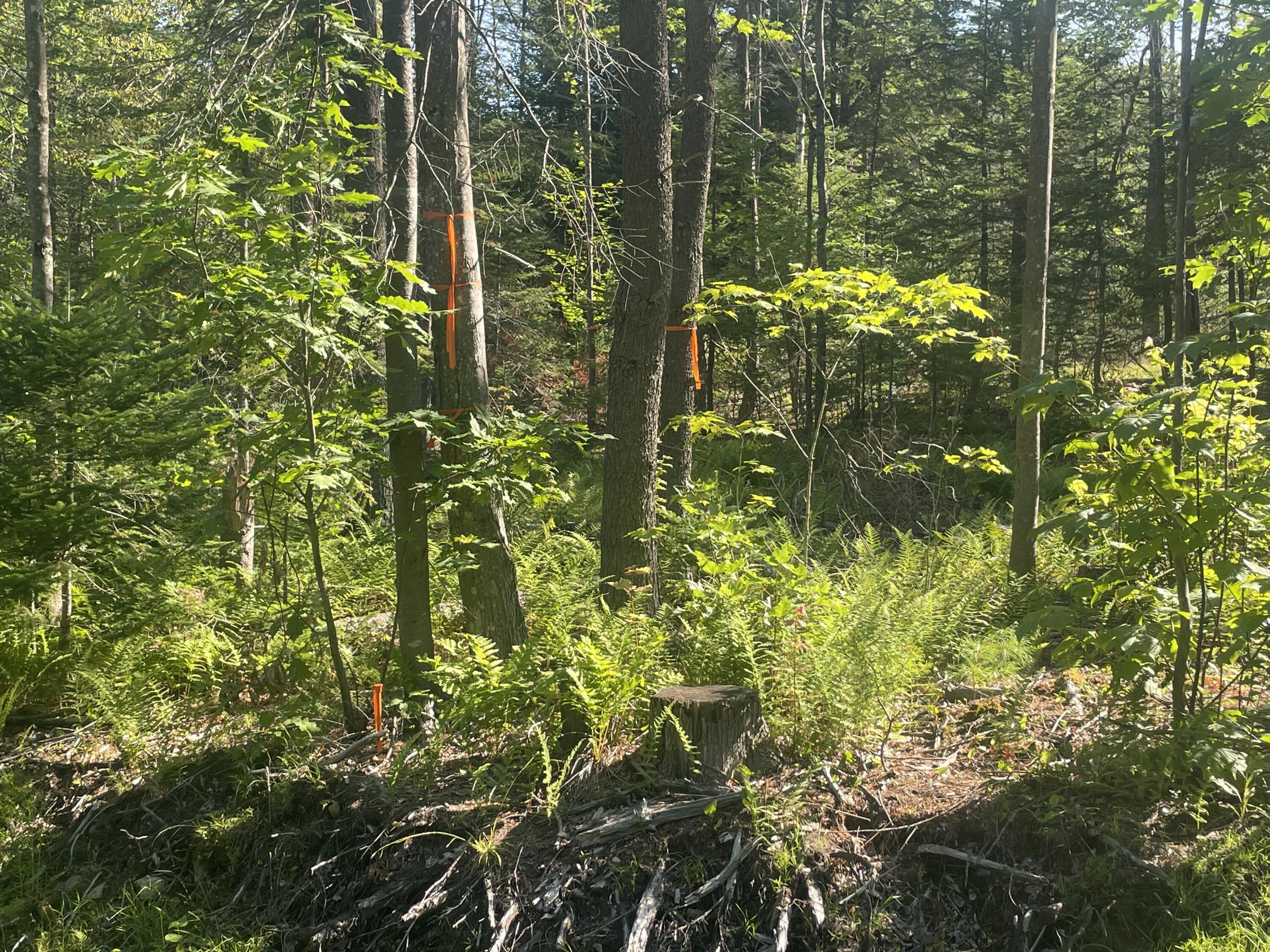 Lot 1 Grand View Road Bethel, ME 04217 - Photo 16 of 18 4377CB39-D646-4C56-903B-291020C1F547