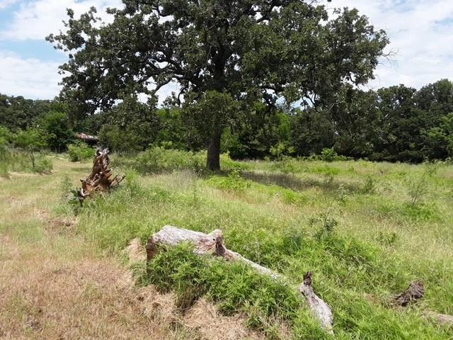 6355 Newt Patterson Road, Unit A Mansfield, TX 76063 - Photo 19 of 27 a view of a garden with a tree