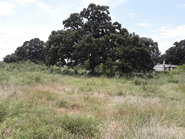 a view of a dry yard
