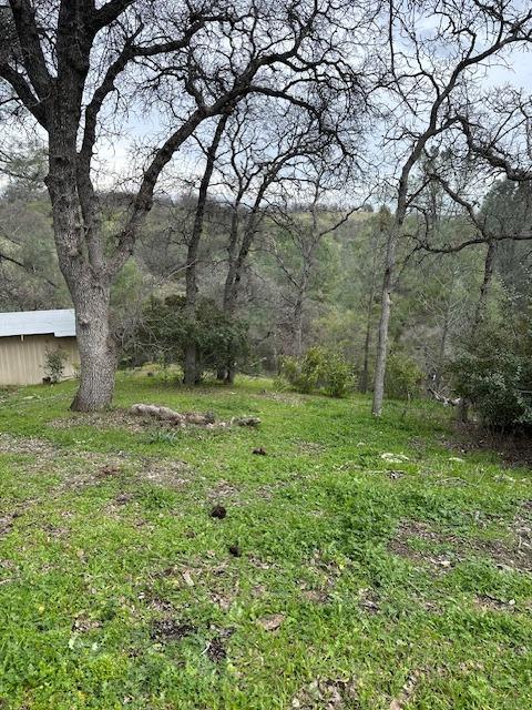 16164 Nugget Road Corning, CA 96021 - Photo 21 of 53 a view of a yard with a tree