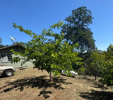16164 Nugget Road Corning, CA 96021 - Photo 22 of 53 a view of outdoor space with deck and green space