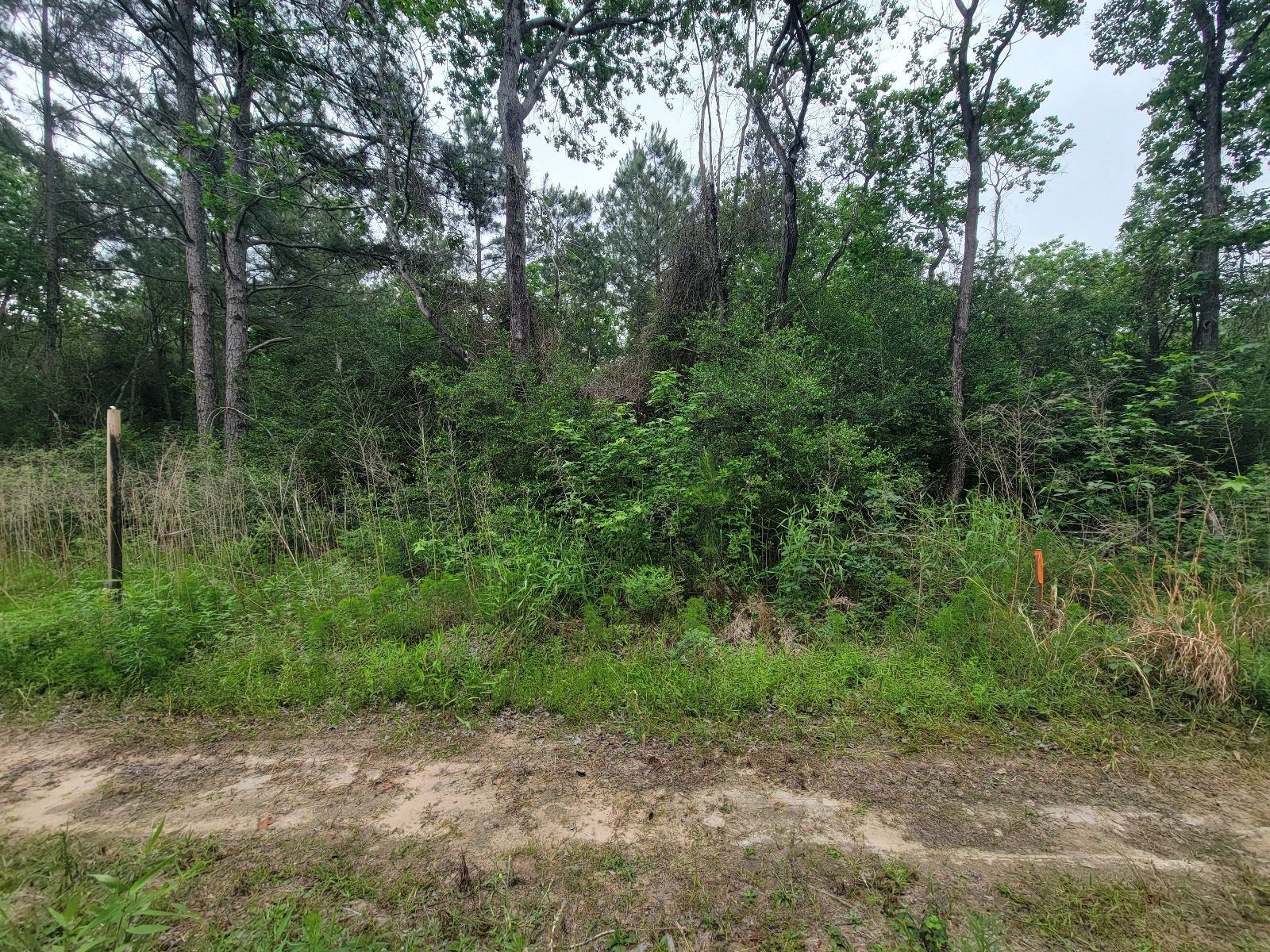 Tbd Hardy Street Houston, TX 77073 - Photo 3 of 10 a view of a forest
