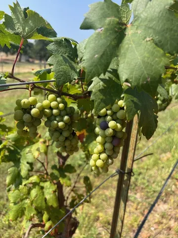 $795,000 | 171 County Road 117, Llano, TX 78643